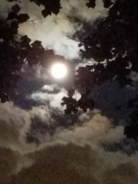 dark night harvest moon 2