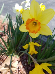 daffodil 2019
