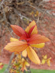red leaves 042519
