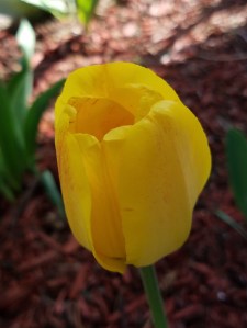 tulip 2019