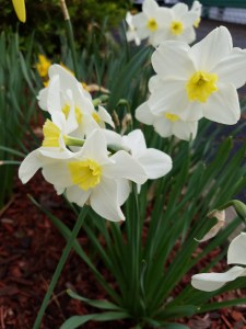 daffodils 2019