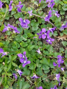violets