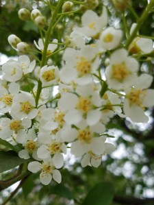 white flowers