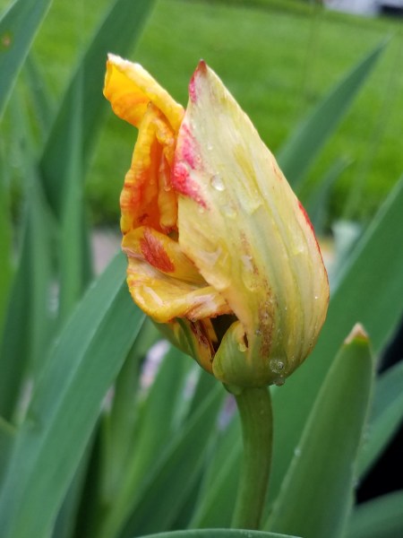 yellow red tulip 2019